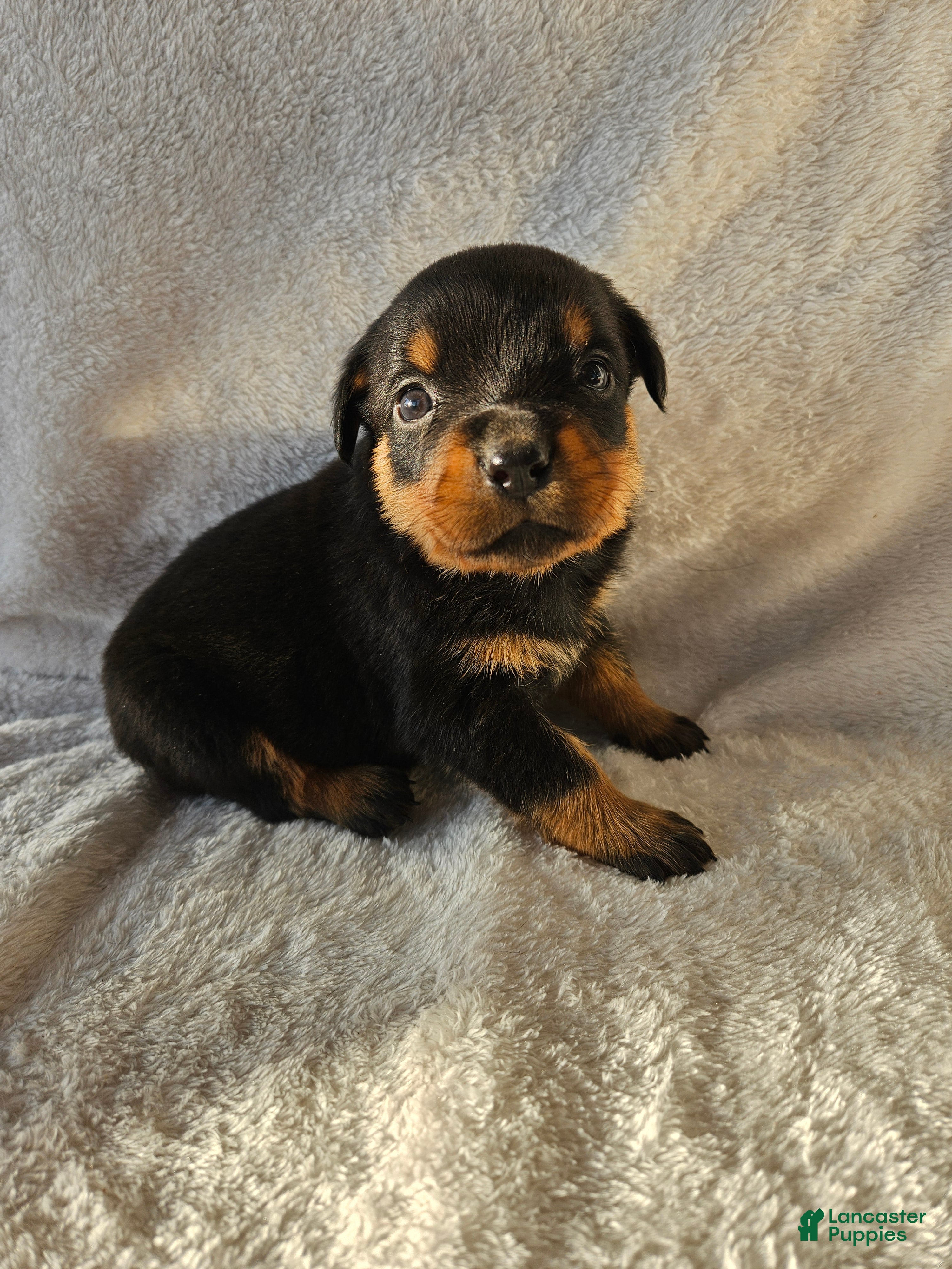 Rottweiler dogs Jelly - Ad 9