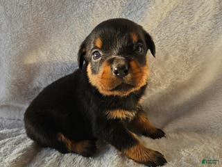 Rottweiler dogs Jelly - Ad 42