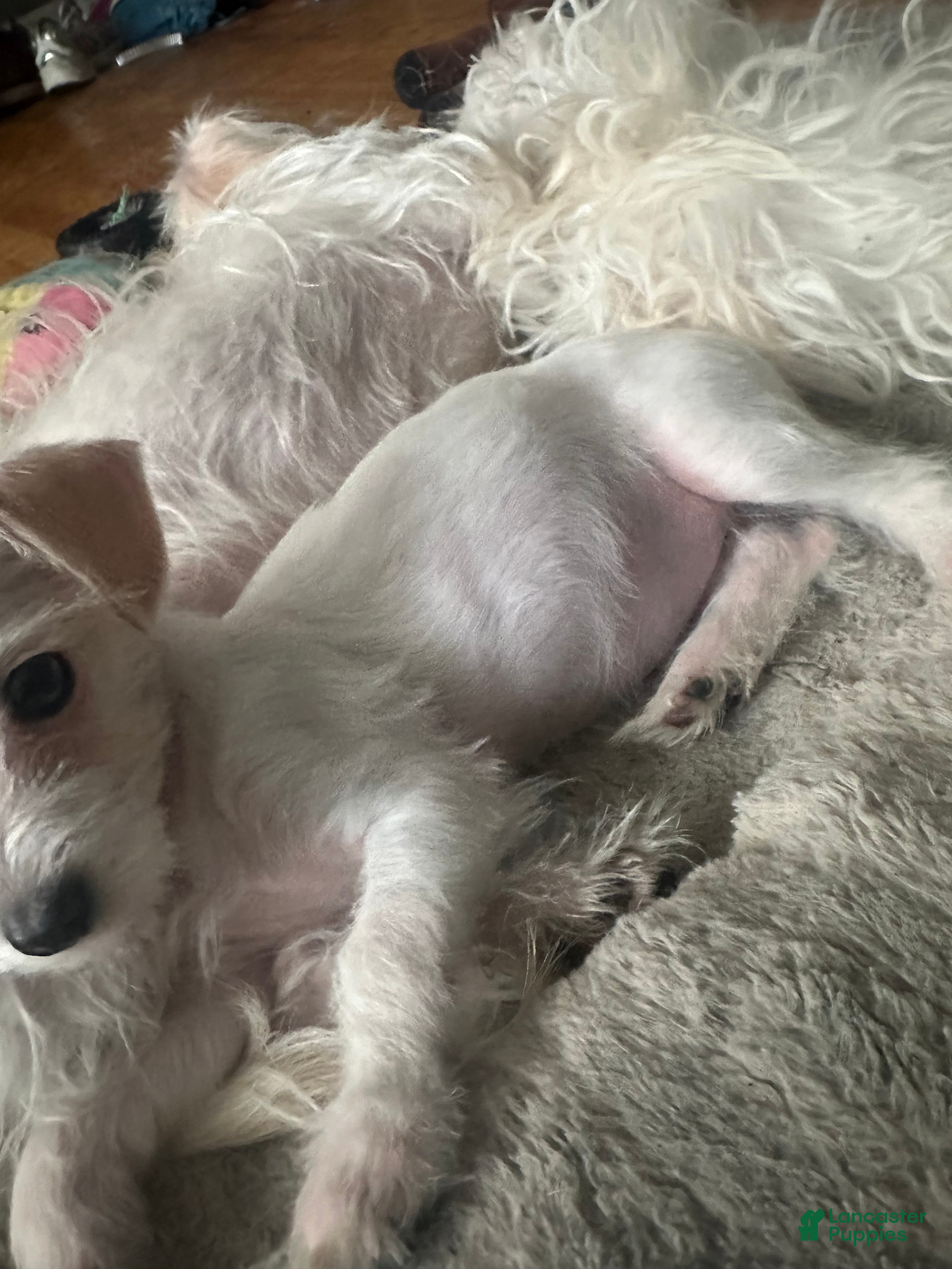 Mixed Breed dogs Mixed Breed Puppy 3 - Ad 2