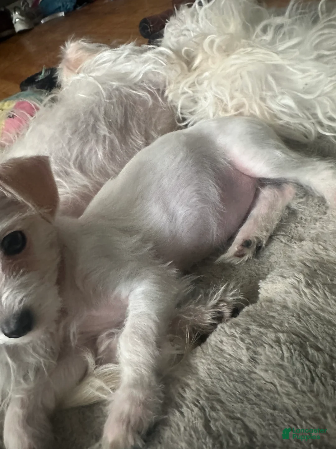 Mixed Breed dogs for sale: Mixed Breed Puppy 3 - Ad 2