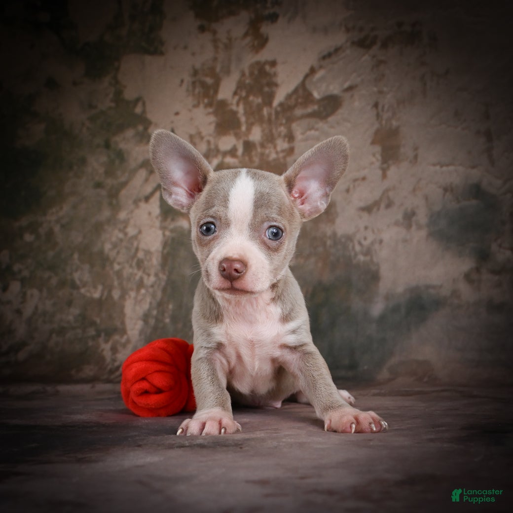 Chihuahua dogs for sale: Jay - Ad 1