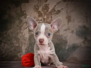 Chihuahua dogs for sale: Jay - Ad 1
