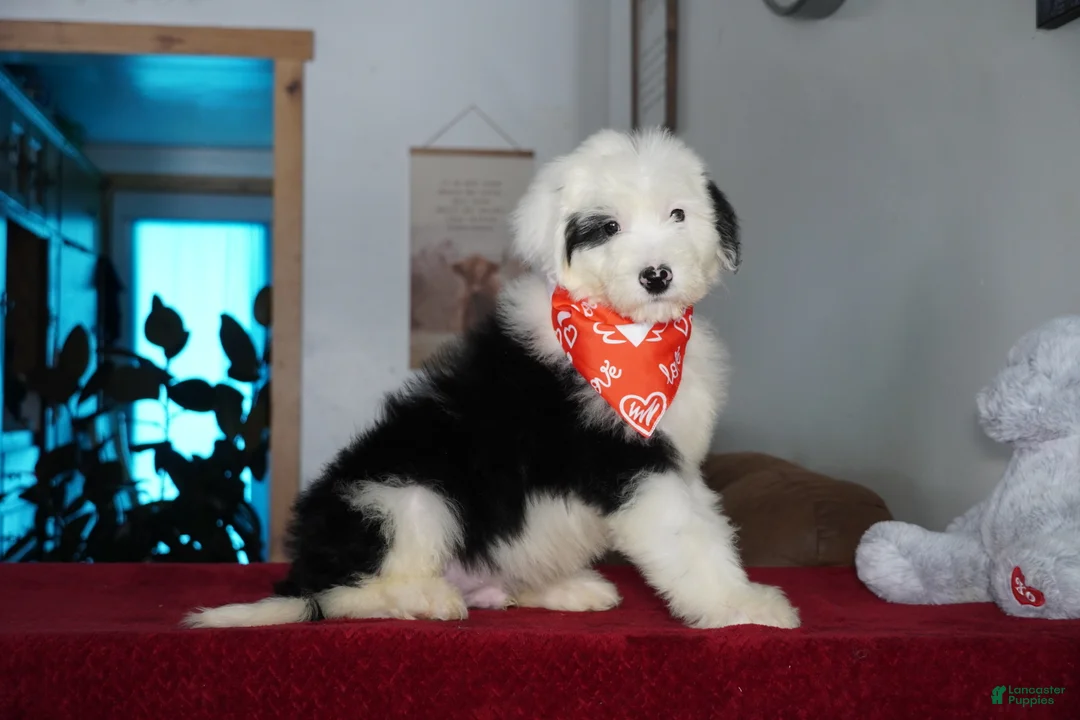 Sheepadoodle dogs for sale: Ollie - Ad 4
