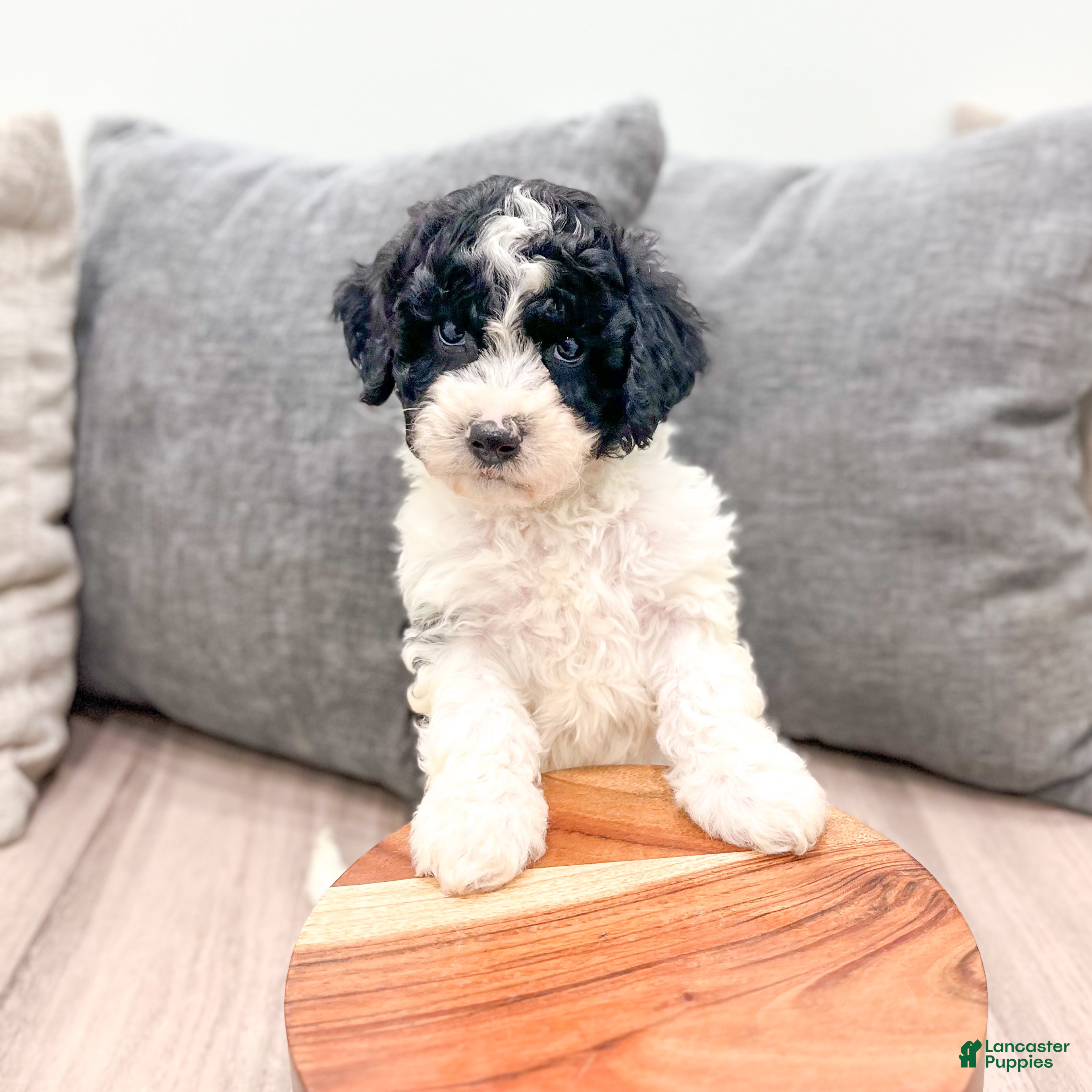 Miniature Poodle dogs Tucker - Ad 2