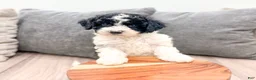 Miniature Poodle dogs for sale: Tucker - Ad 2
