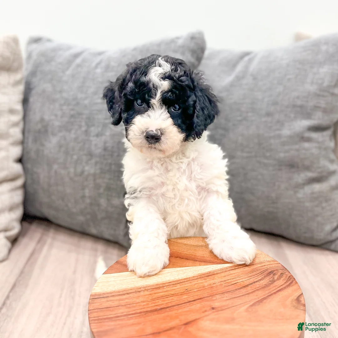 Miniature Poodle dogs for sale: Tucker - Ad 2