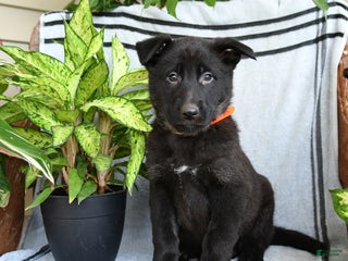 German Shepherd dogs Nadia - Ad 37