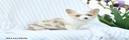 Welsh Corgi Pembroke dogs for sale: Chelsea - Ad 3