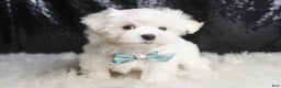 Maltese dogs for sale: Leo - Ad 6