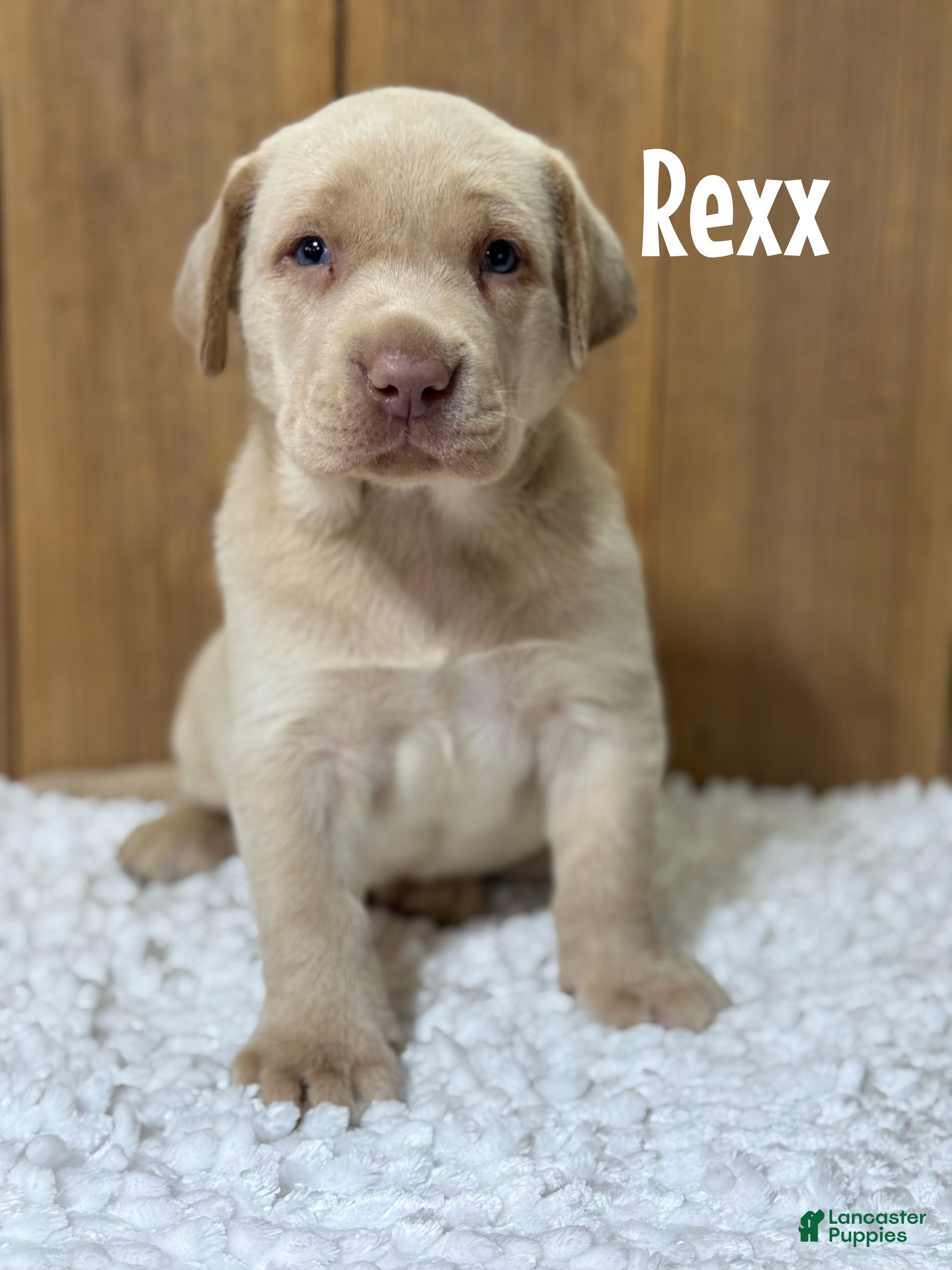 Labrador Retriever dogs Rexx (brown nose/yellow/champagne)  - Ad 29