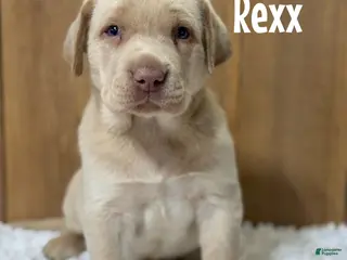 Labrador Retriever dogs Rexx (brown nose/yellow/champagne) - Ad 29