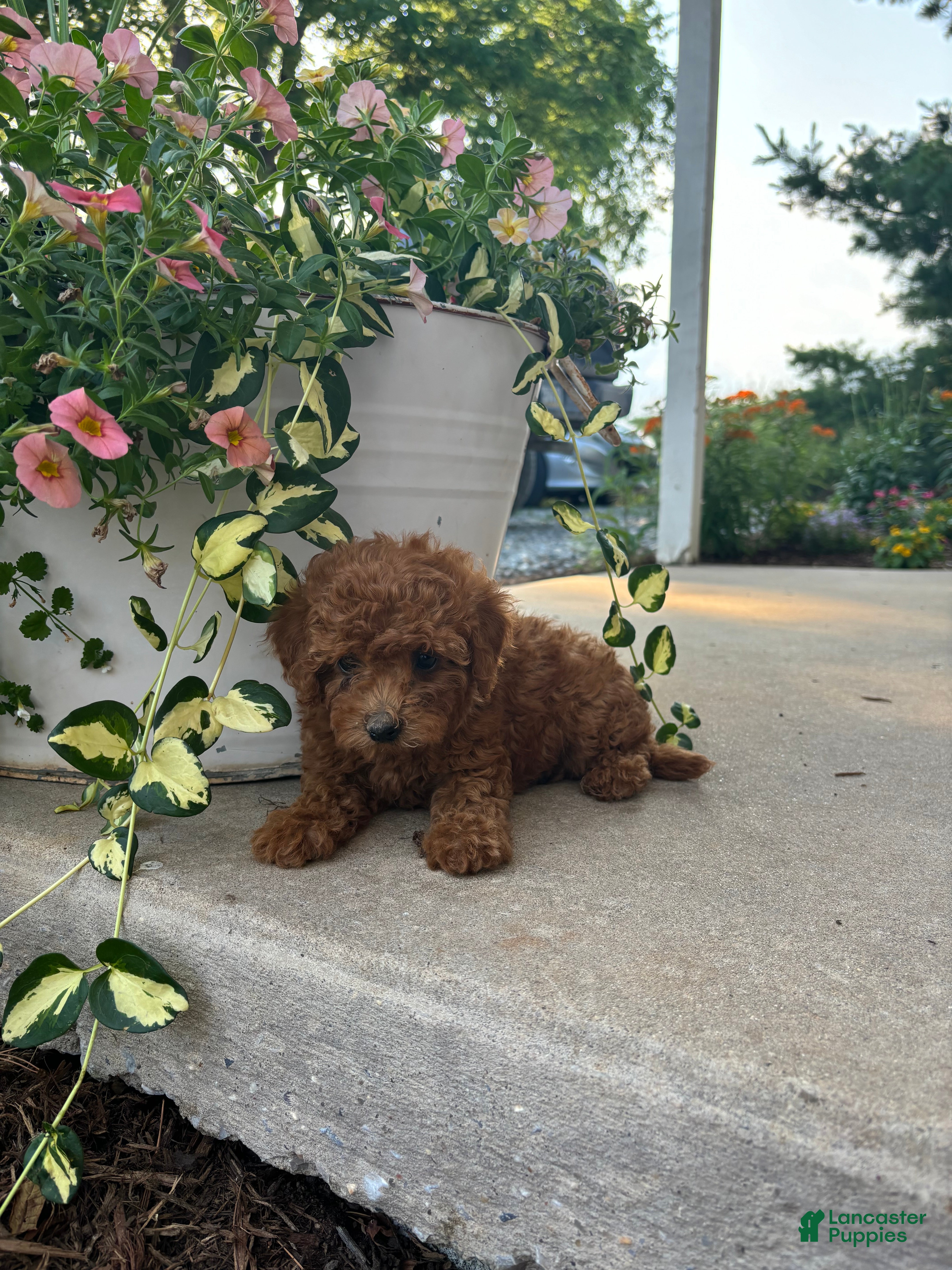 Bichpoo dogs Ollie - Ad 2