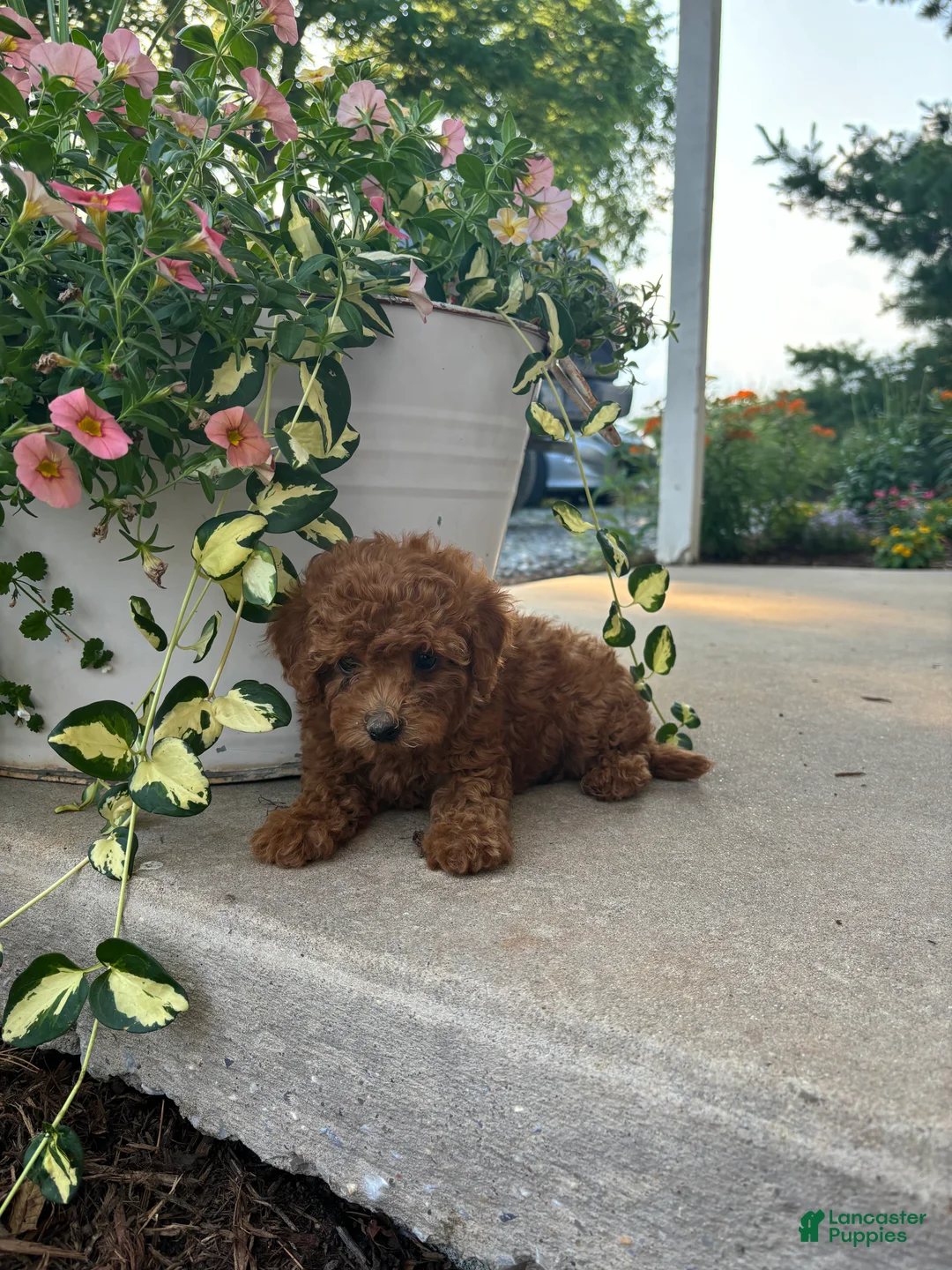 Bichpoo dogs for sale: Ollie - Ad 2