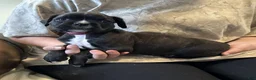 Boxer dogs for sale: Rebel - Ad 7