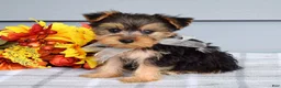 Yorkshire Terrier dogs for sale: Cora - Ad 5