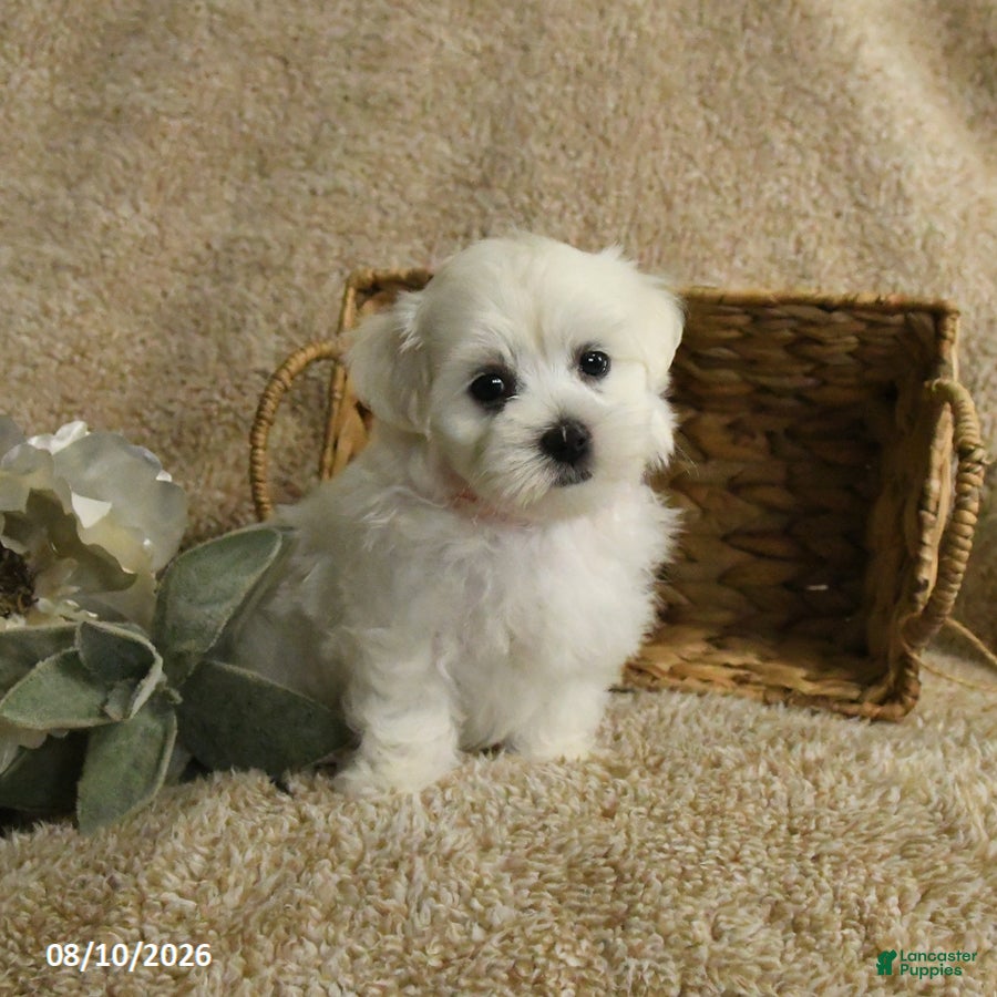 Maltese dogs Racer - Ad 2