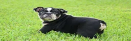 English Bulldog dogs for sale: English Bulldog 1 - Ad 4