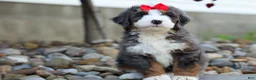 Mini Bernedoodle dogs for sale: 🐾 Meet Pilot 🐾 - Ad 8