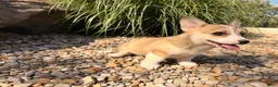 Welsh Corgi Pembroke dogs for sale: Ella - Ad 3