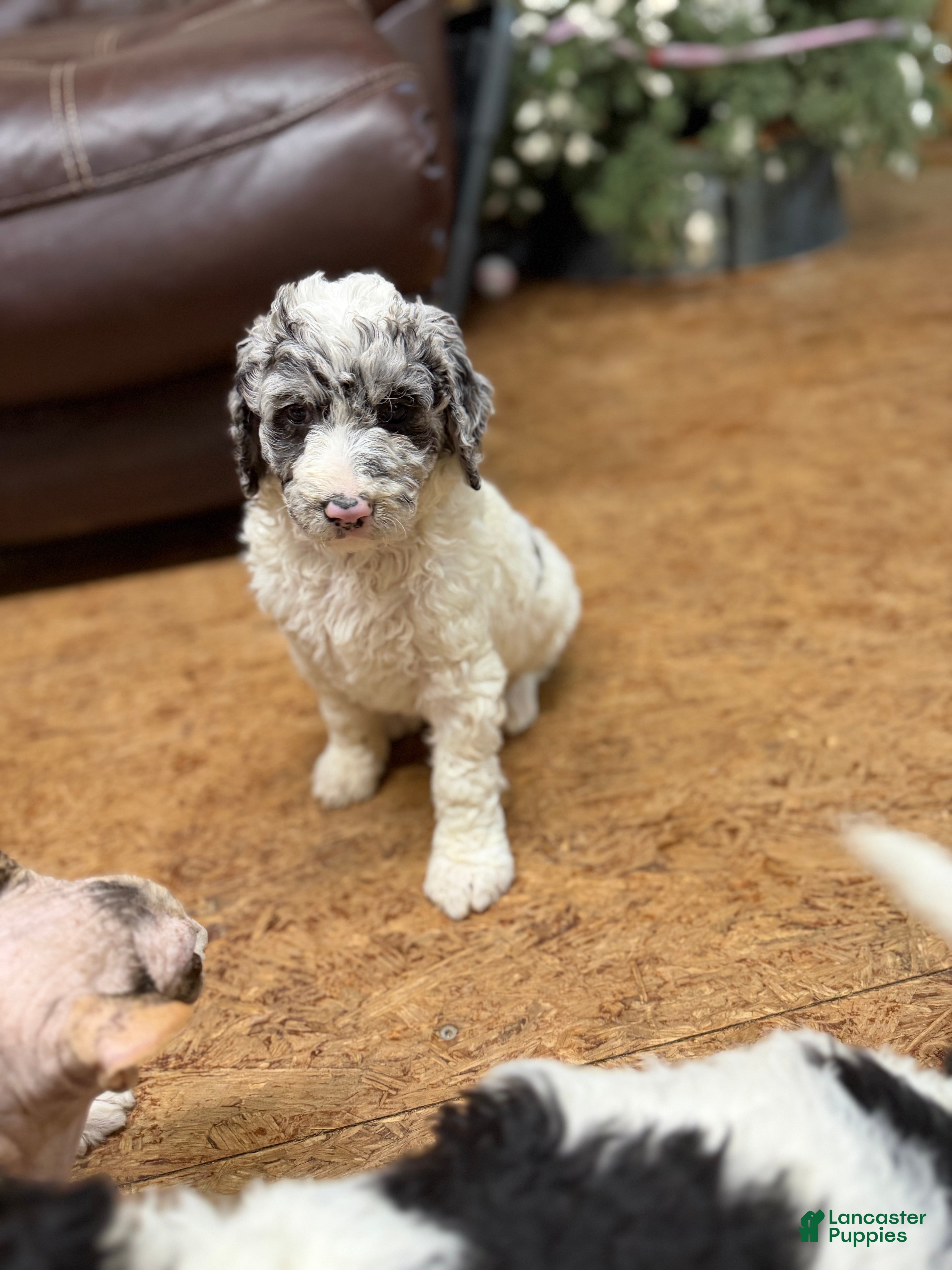 Aussiedoodle dogs Aussiedoodle Puppy 3 - Ad 31