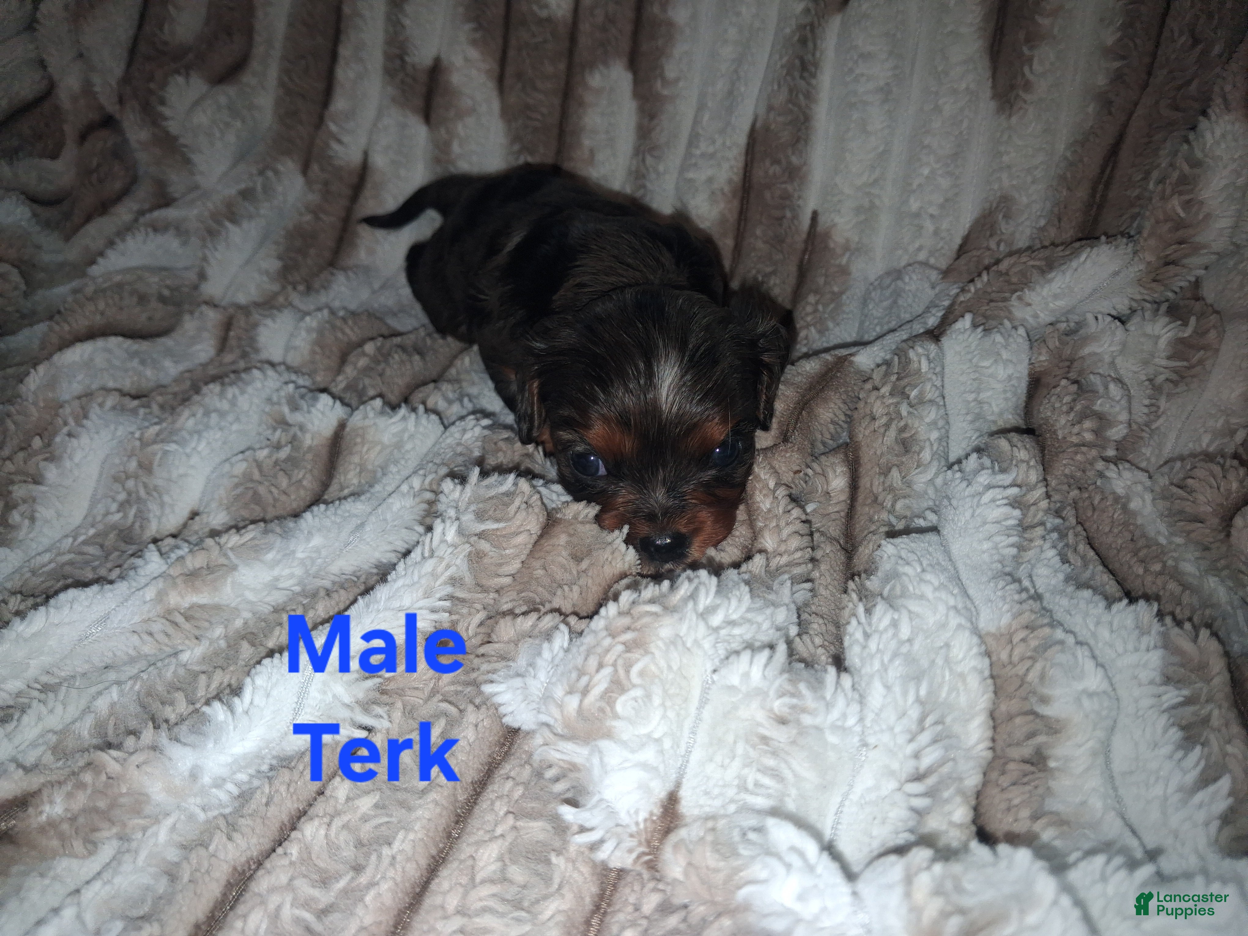 Cavalier King Charles Spaniel dogs Terk - Ad 19