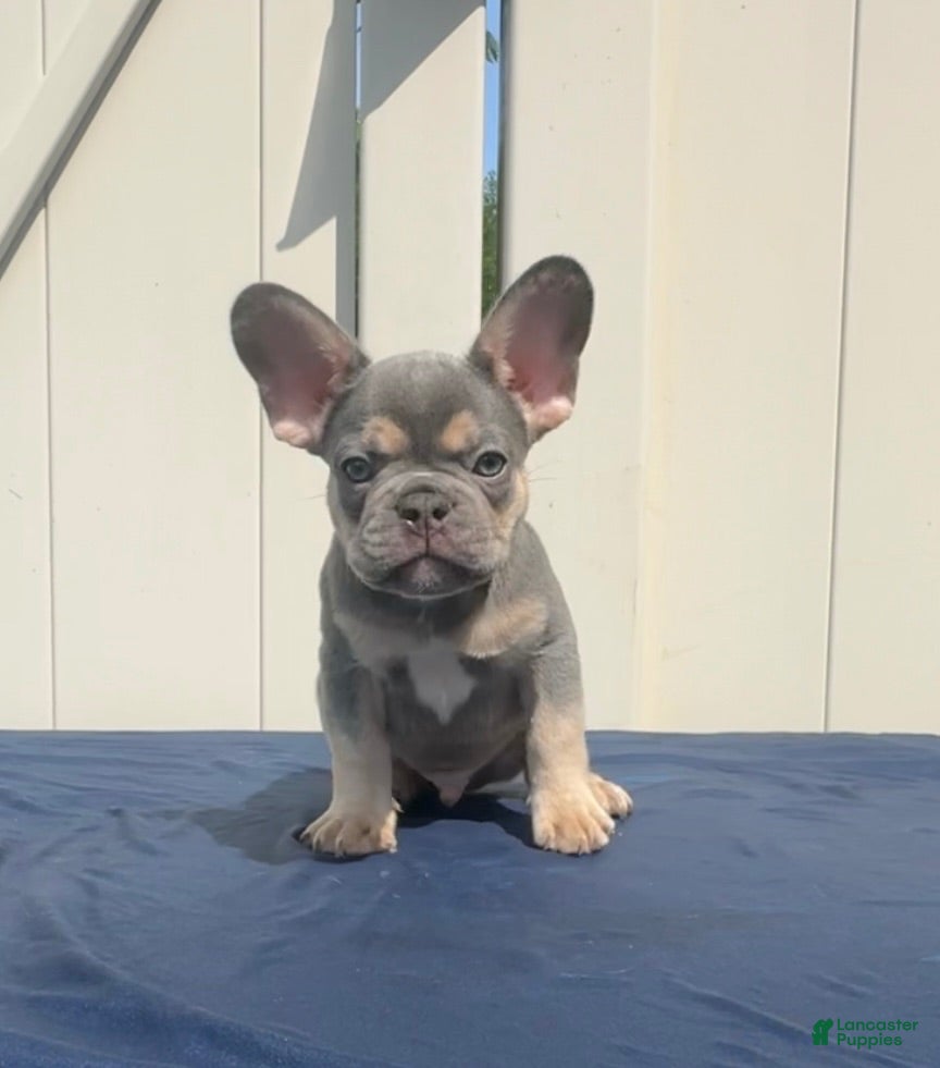 French Bulldog dogs French Bulldog 1 - Ad 1