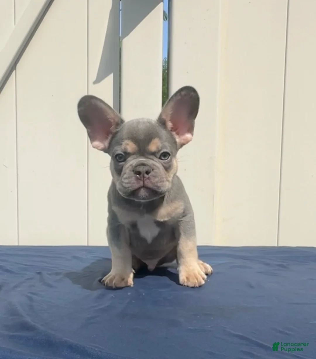 French Bulldog dogs for sale: French Bulldog 1 - Ad 1