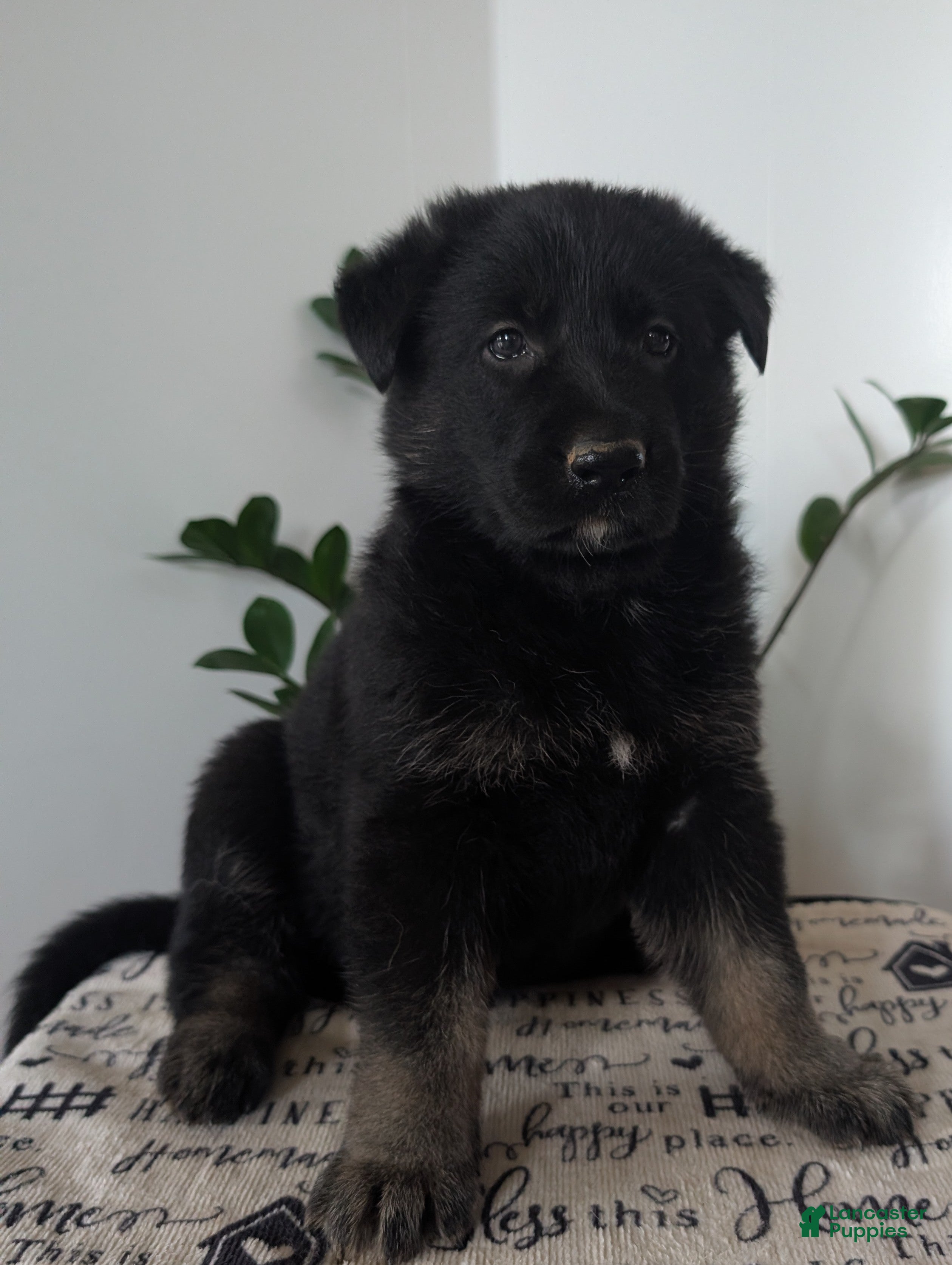 German Shepherd dogs Cash - Ad 1