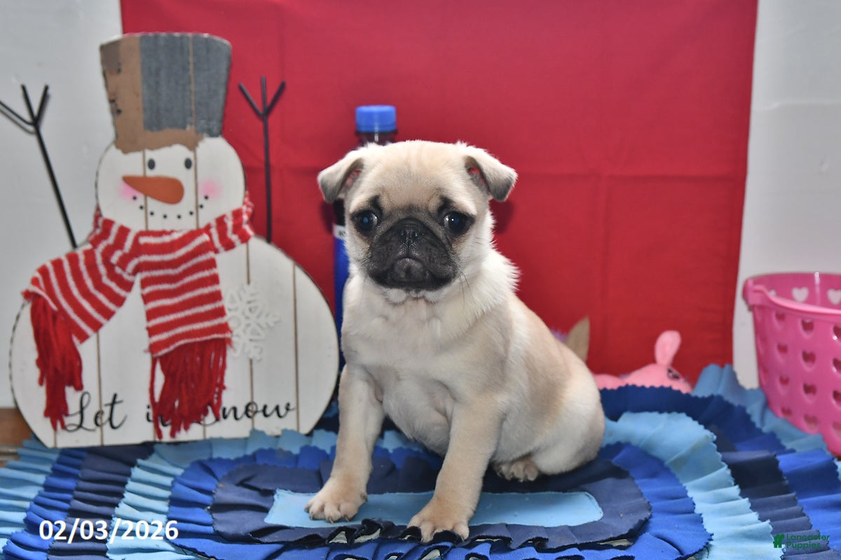 Pug dogs Little Lucy - Ad 14