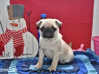Pug dogs Little Lucy - Ad 14