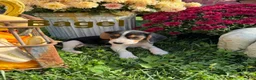Beagle dogs for sale: Beagle 1 - Ad 2