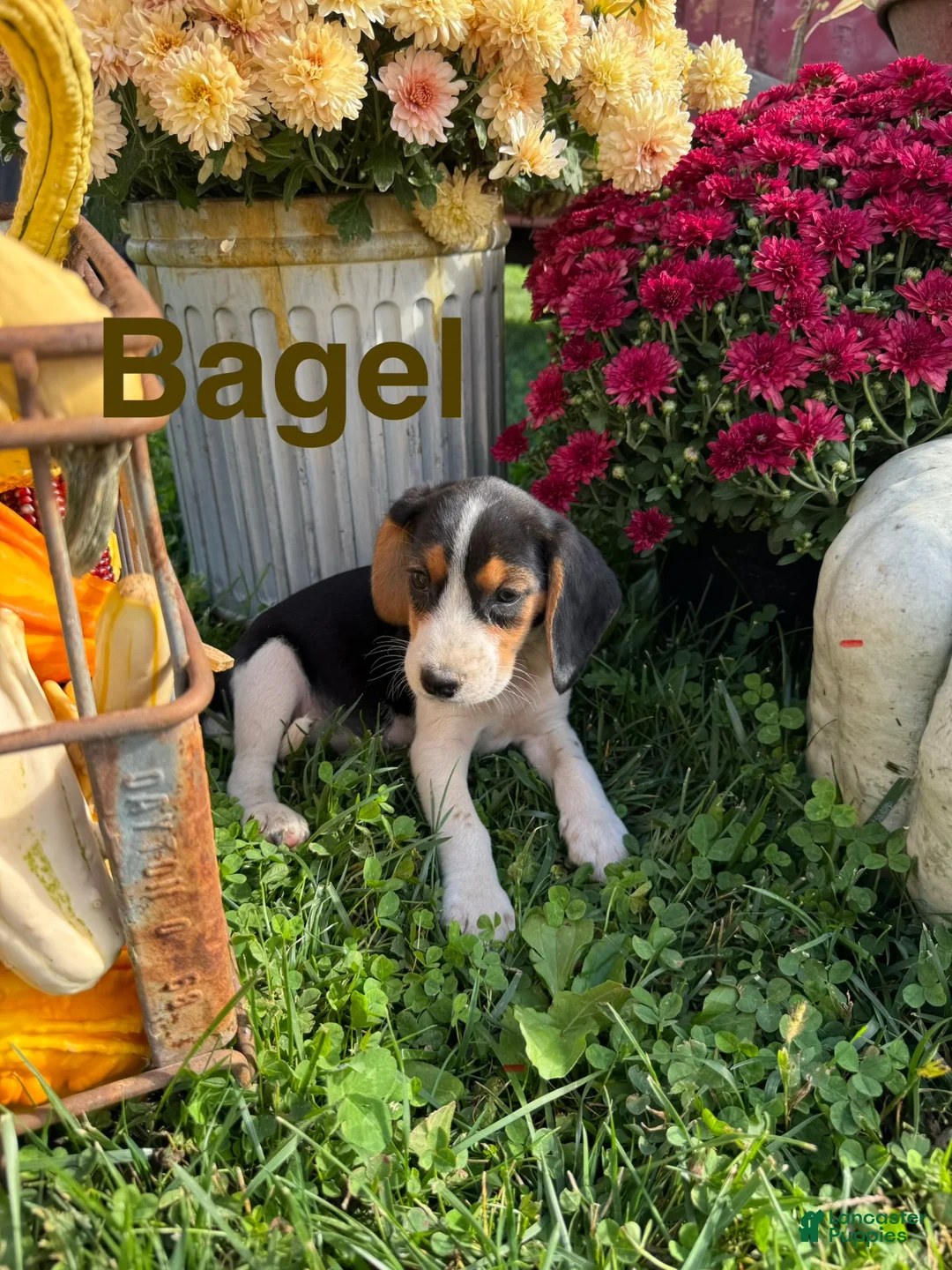 Beagle dogs for sale: Beagle 1 - Ad 2