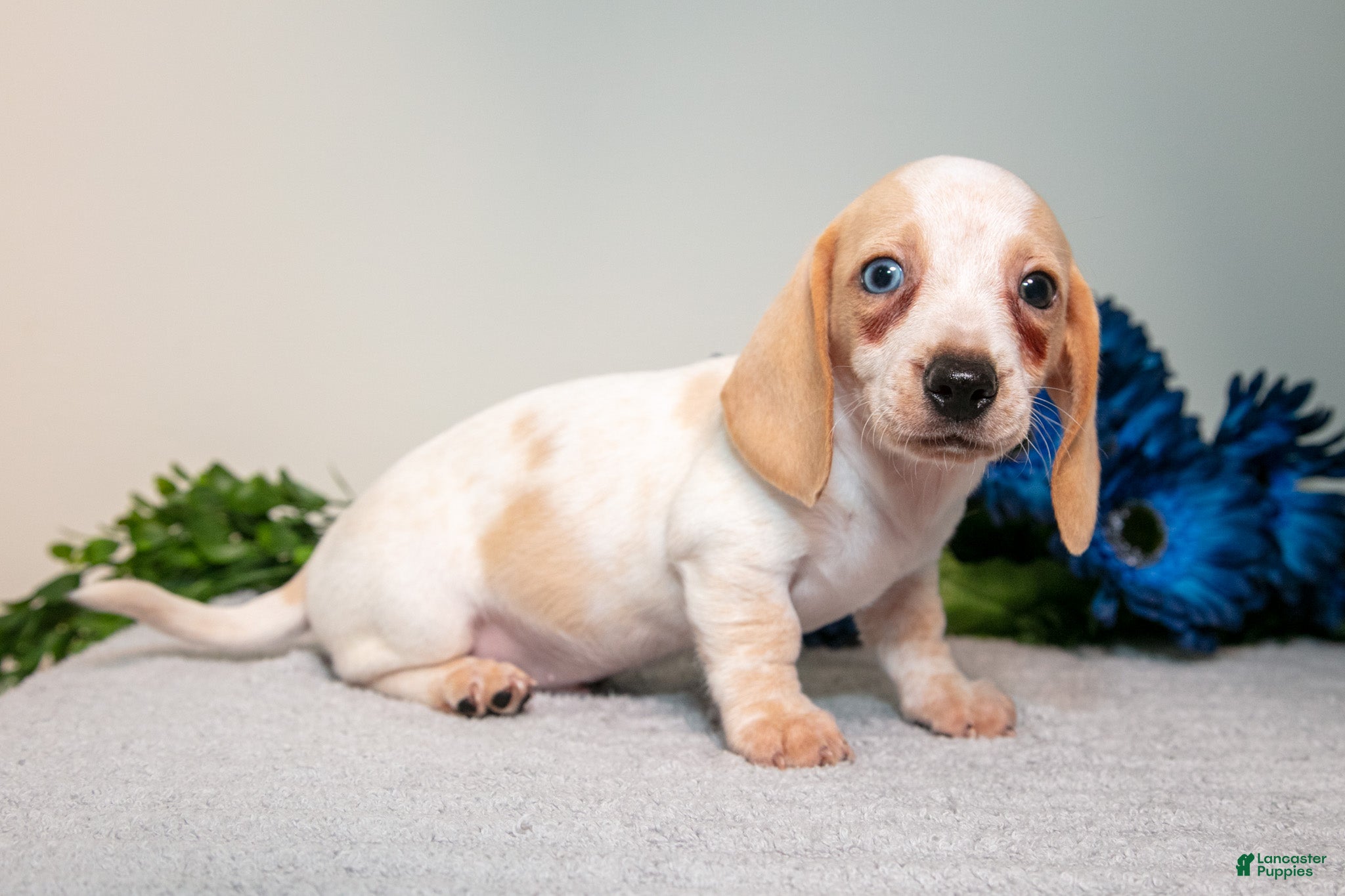 Miniature Dachshund dogs Silas - Ad 1