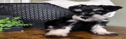 Miniature Schnauzer dogs for sale: Duke - Ad 10