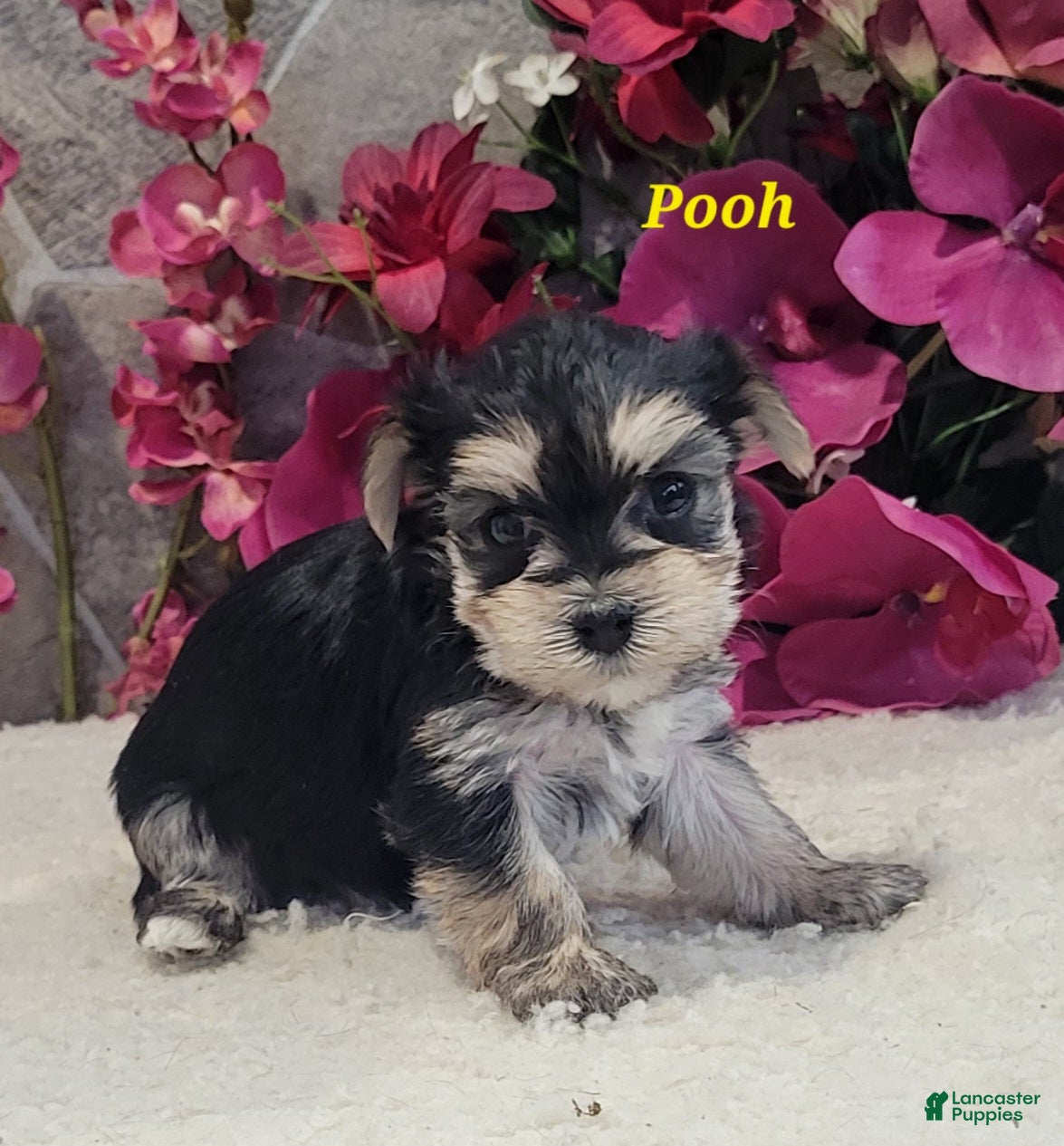 Morkie dogs Pooh - Ad 30