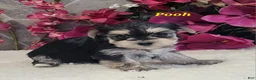 Morkie dogs for sale: Pooh - Ad 1