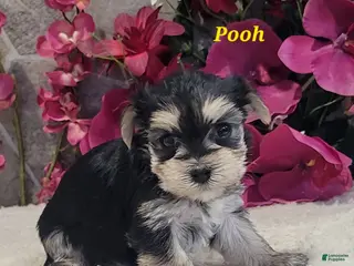 Morkie dogs Pooh - Ad 30