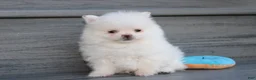 Pomeranian dogs for sale: Mochi - Ad 27