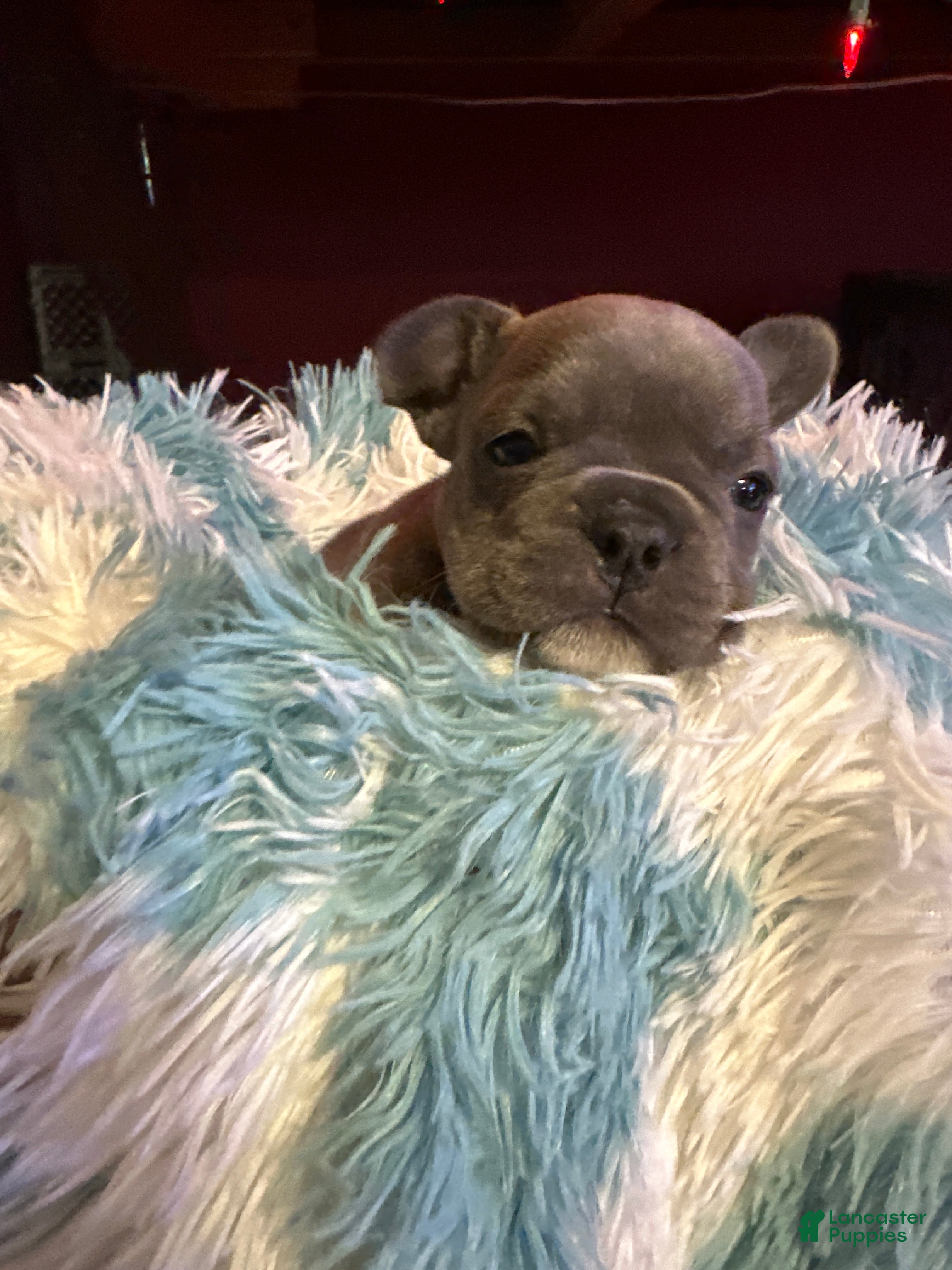 French Bulldog dogs French Bulldog Puppy 2 - Ad 35