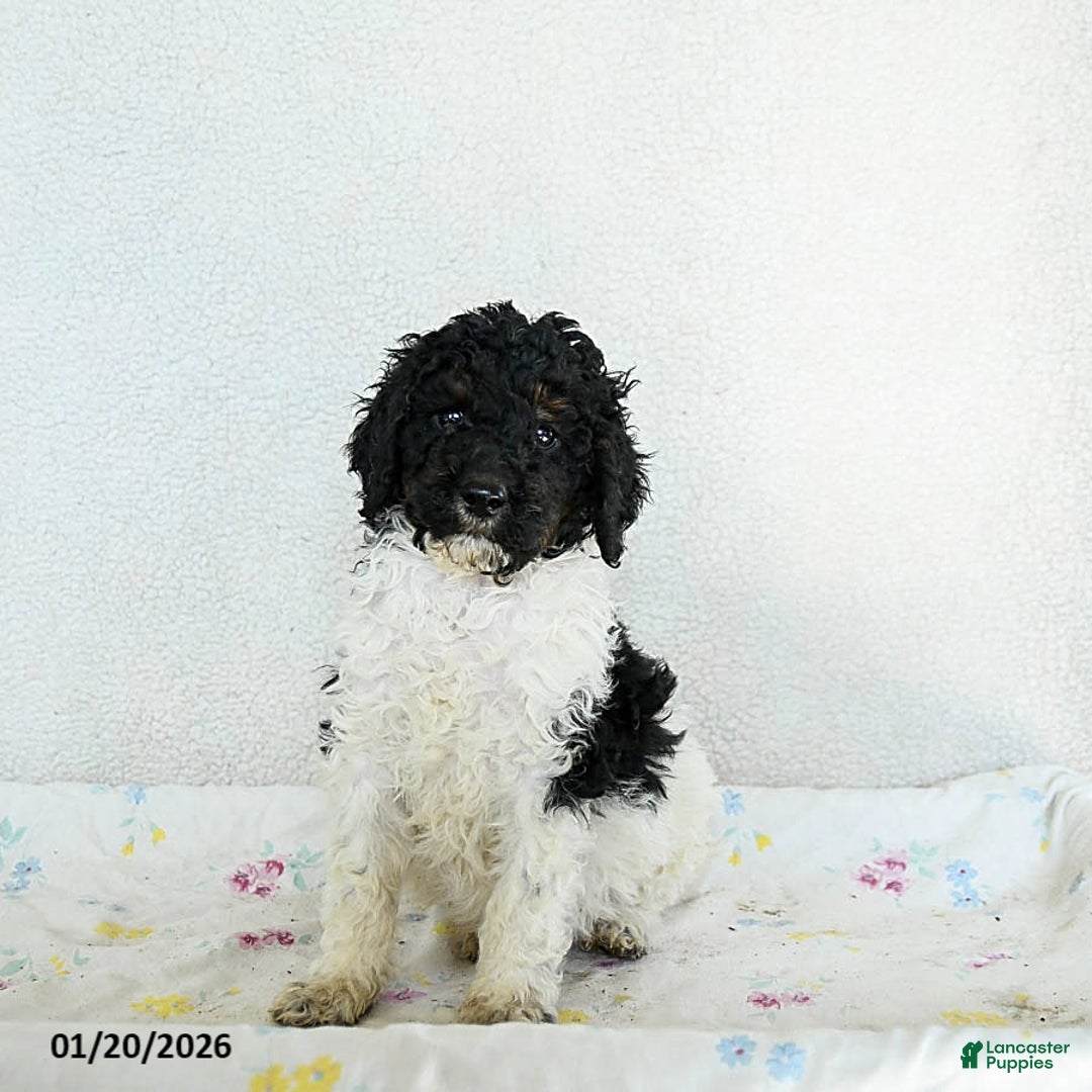 Standard Poodle dogs for sale: Murphy - Ad 3