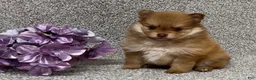 Pomeranian dogs for sale: Kane - Ad 1