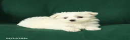 Maltese dogs for sale: Cindy - Ad 3