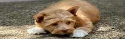 Yorkshire Terrier dogs for sale: Mina - Ad 3