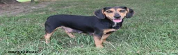 Beaglier dogs for sale: Jack - Ad 6