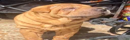 Shar Pei dogs for sale: Goose - Ad 14