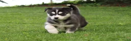 Siberian Husky dogs for sale: Ace - Ad 6