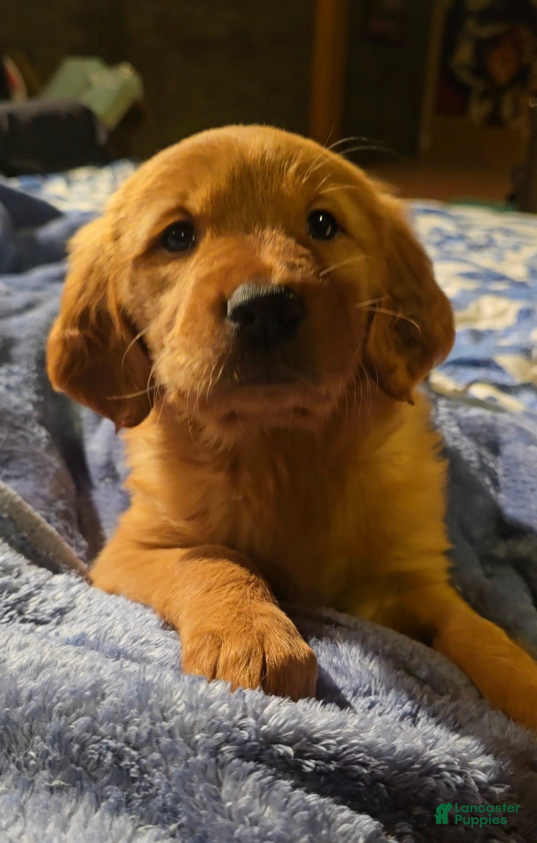 Golden Retriever dogs for sale: "Gracie" Red Girl - Ad 1