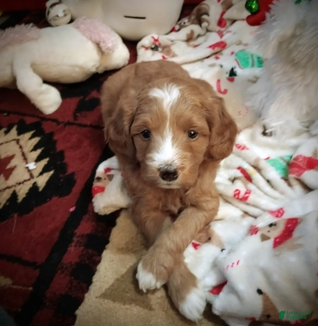 Gallery Image {{count}}