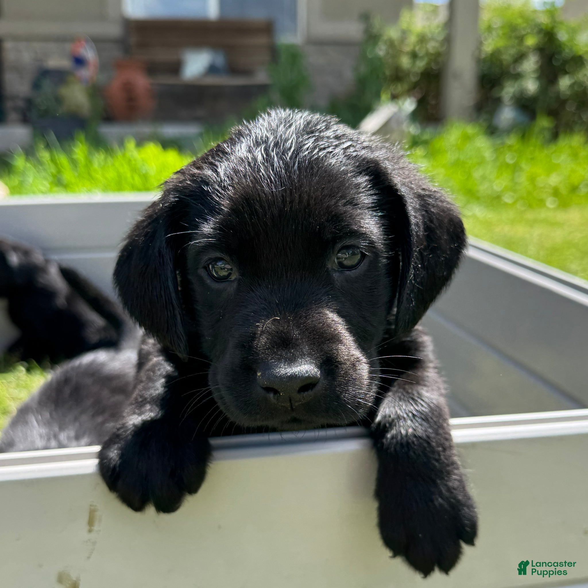 Labrador Retriever dogs Green Collar Labrador Retriever Puppy 3 - Ad 8