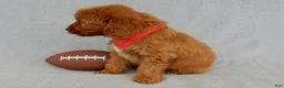 Mini Goldendoodle dogs for sale: Grant-MEDIUM - Ad 5